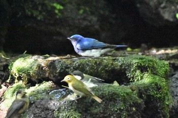 オオルリ 大洞の水場 2023年7月11日(火)