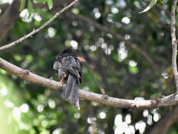 クロヒヨドリ 台湾 撮影日未設定