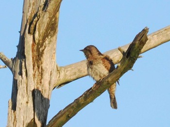 Sun, 7/16/2023 Birding report at JGSDF Kita-Fuji Exercise Area