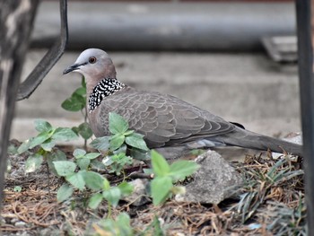 Spotted Dove 台湾 Unknown Date