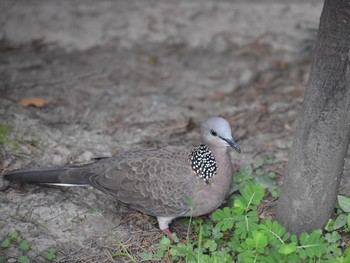 Spotted Dove 台湾 Unknown Date