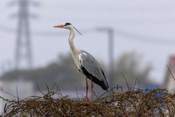 Grey Heron 茨城県常陸太田市 Sat, 4/8/2023