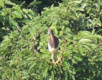 Chinese Pond Heron Kasai Rinkai Park Sun, 7/16/2023