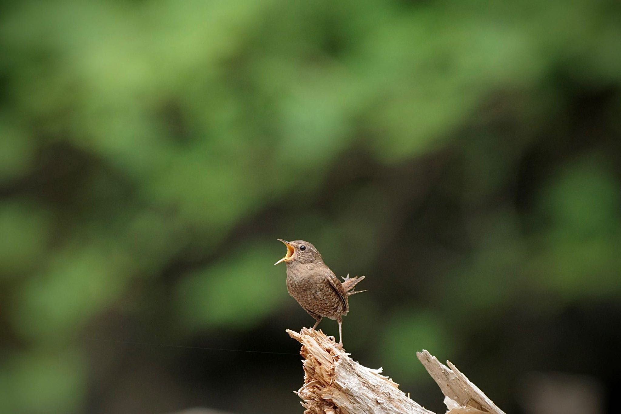 Eurasian Wren