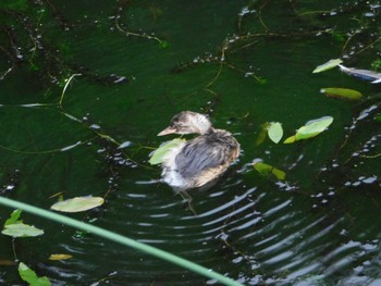 Little Grebe 五天山公園(札幌市西区) Sun, 7/16/2023