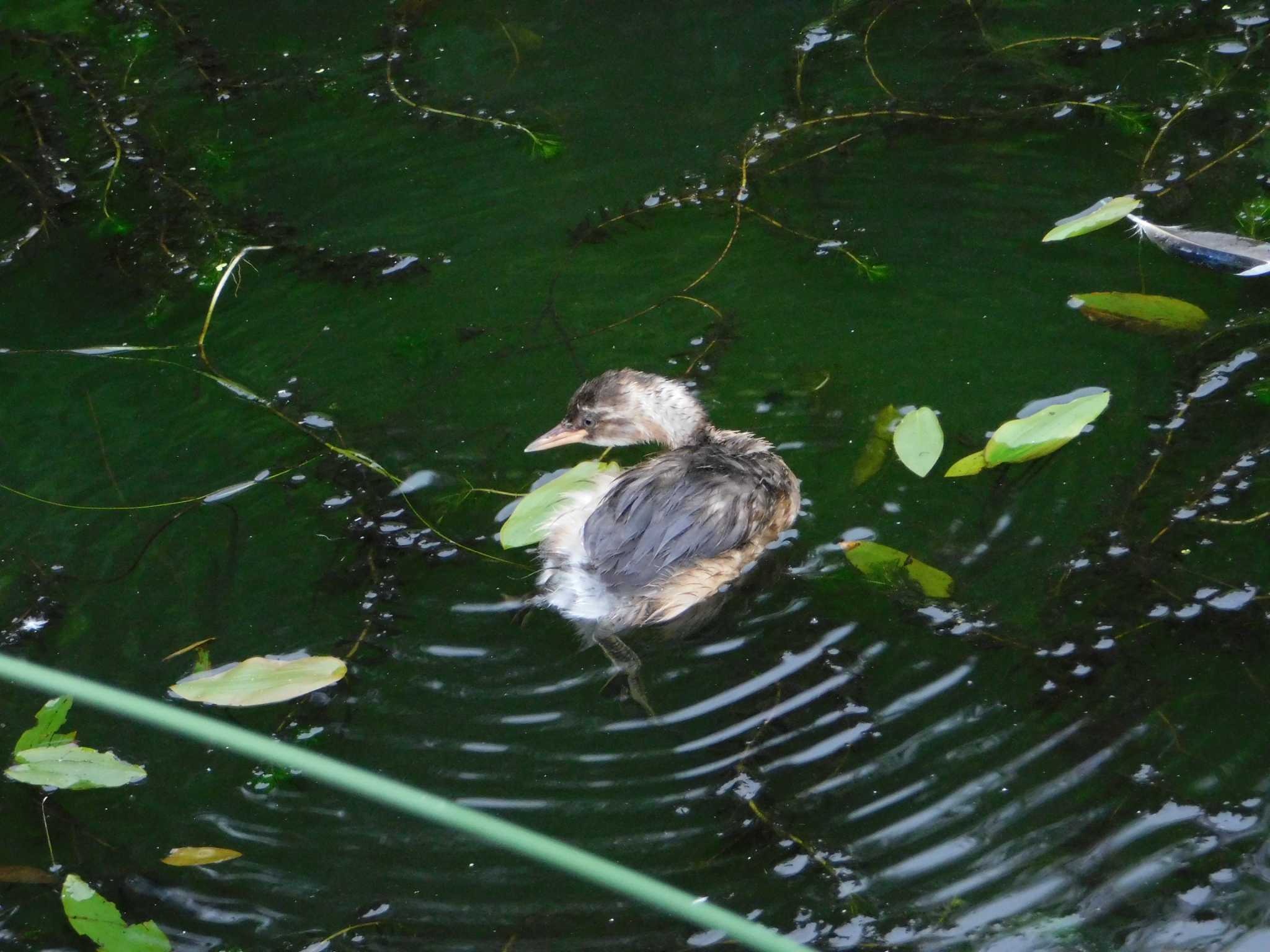 Photo of Little Grebe at 五天山公園(札幌市西区) by 川deカモ