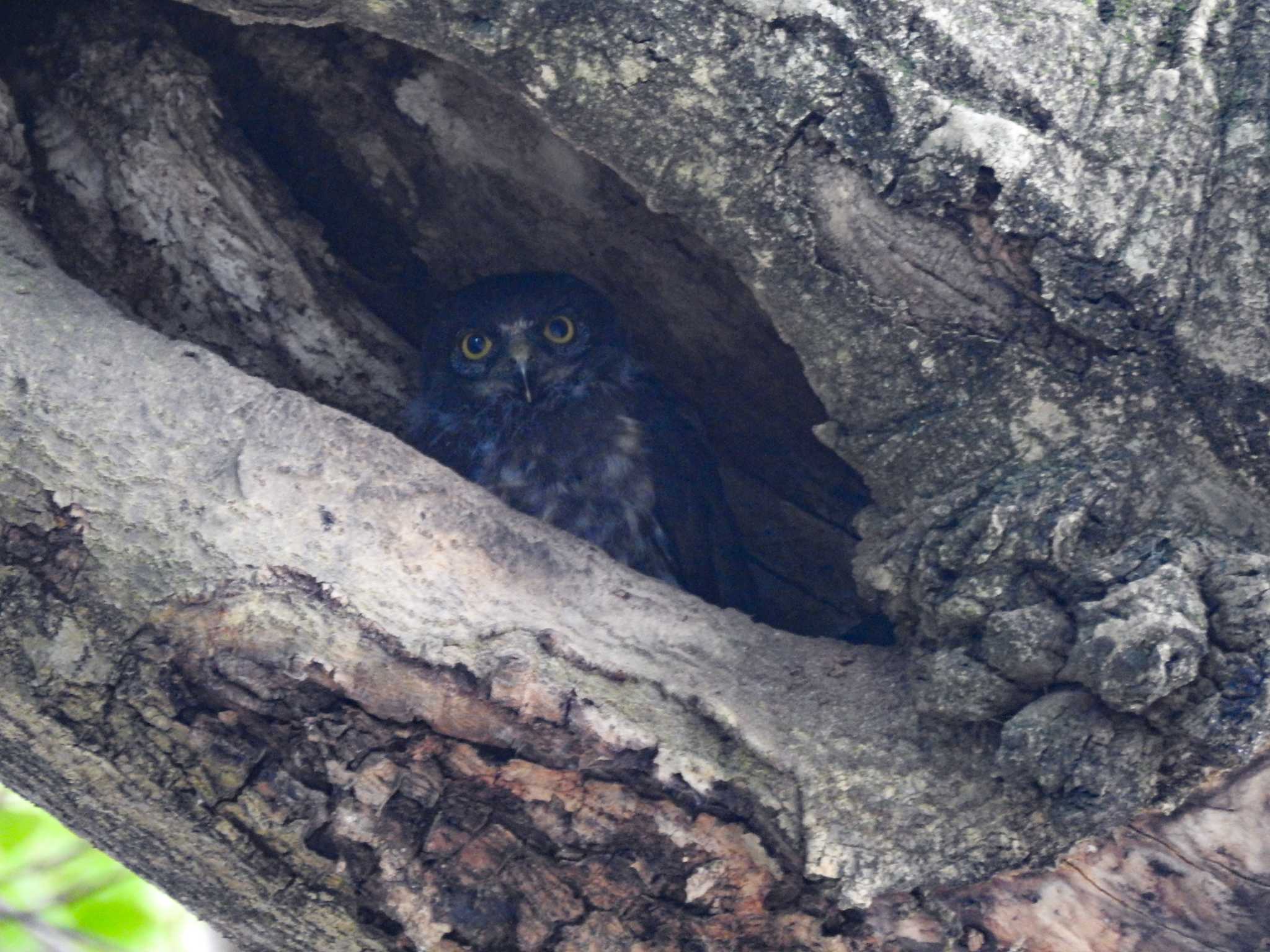 猪名部神社(三重県員弁郡) アオバズクの写真 by どらお