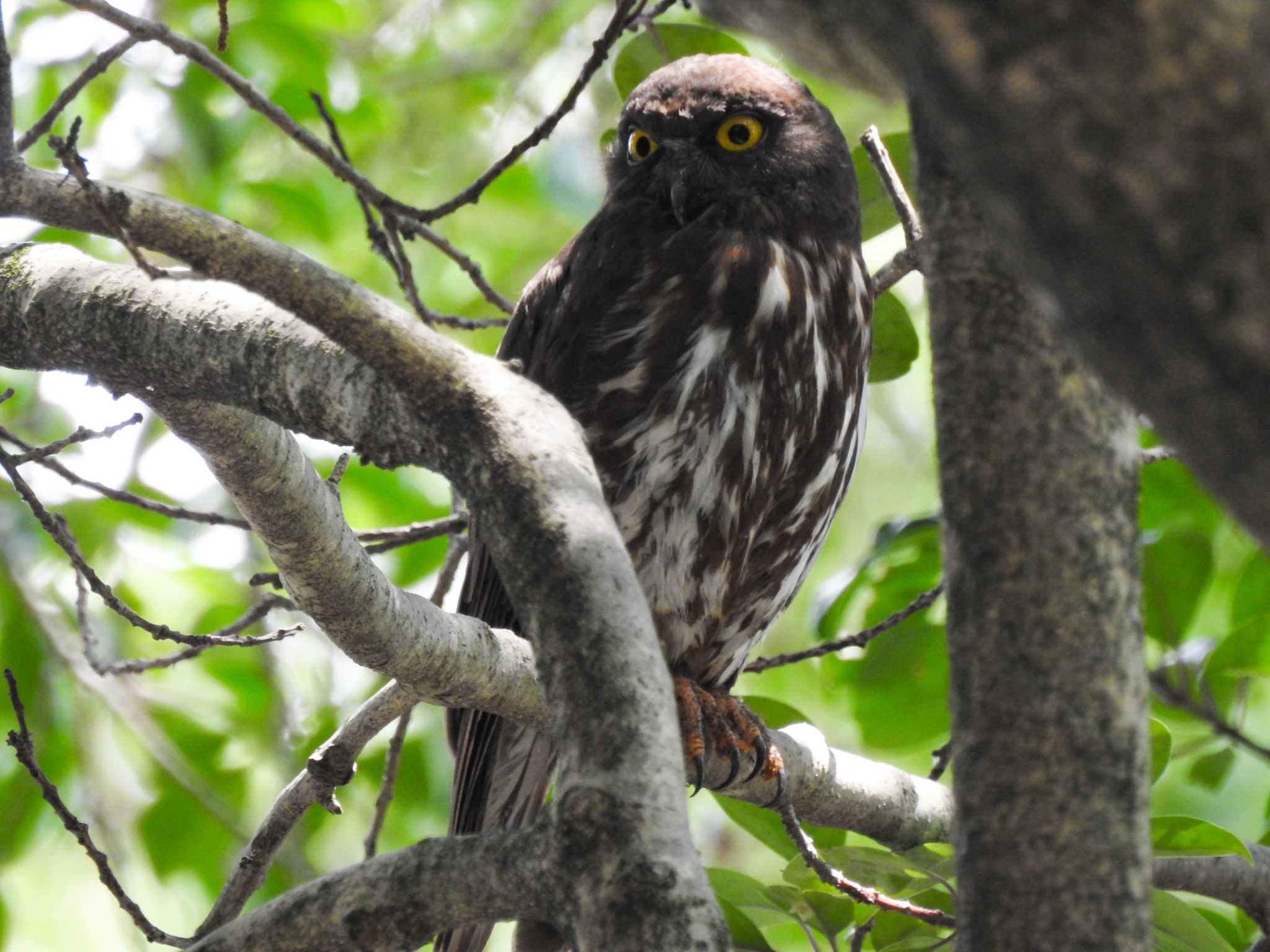 猪名部神社(三重県員弁郡) アオバズクの写真 by どらお