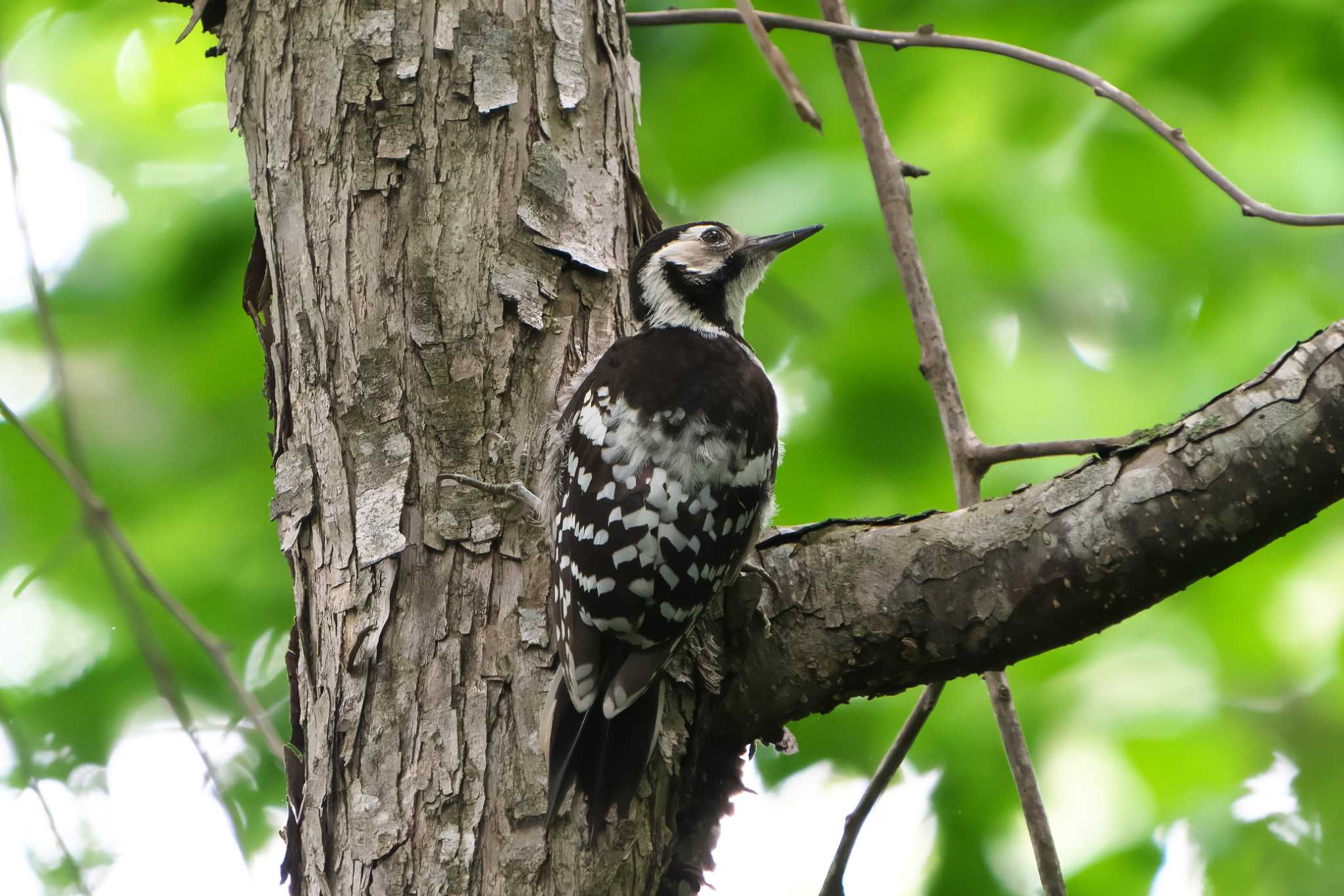 Photo of White-backed Woodpecker(subcirris) at 網走湖 by 禽好き