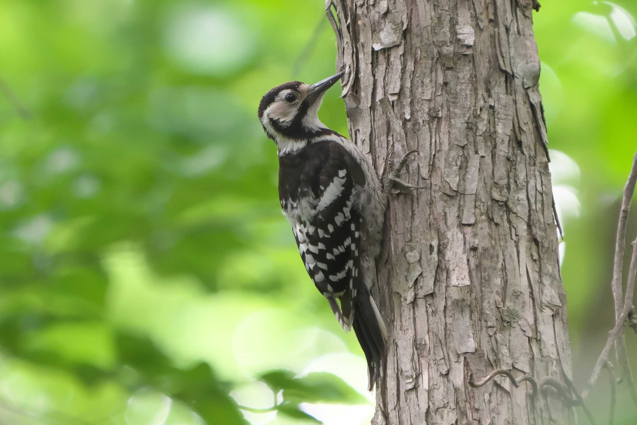 White-backed Woodpecker(subcirris)