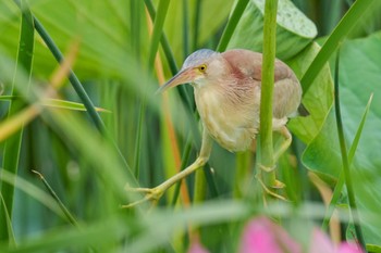 Yellow Bittern 館林 Sun, 7/9/2023