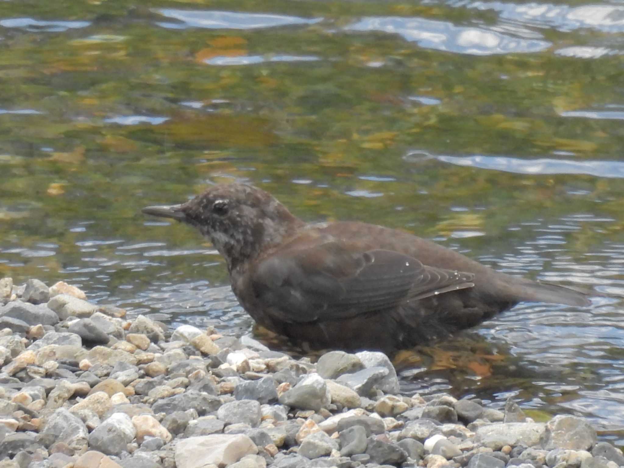 Brown Dipper