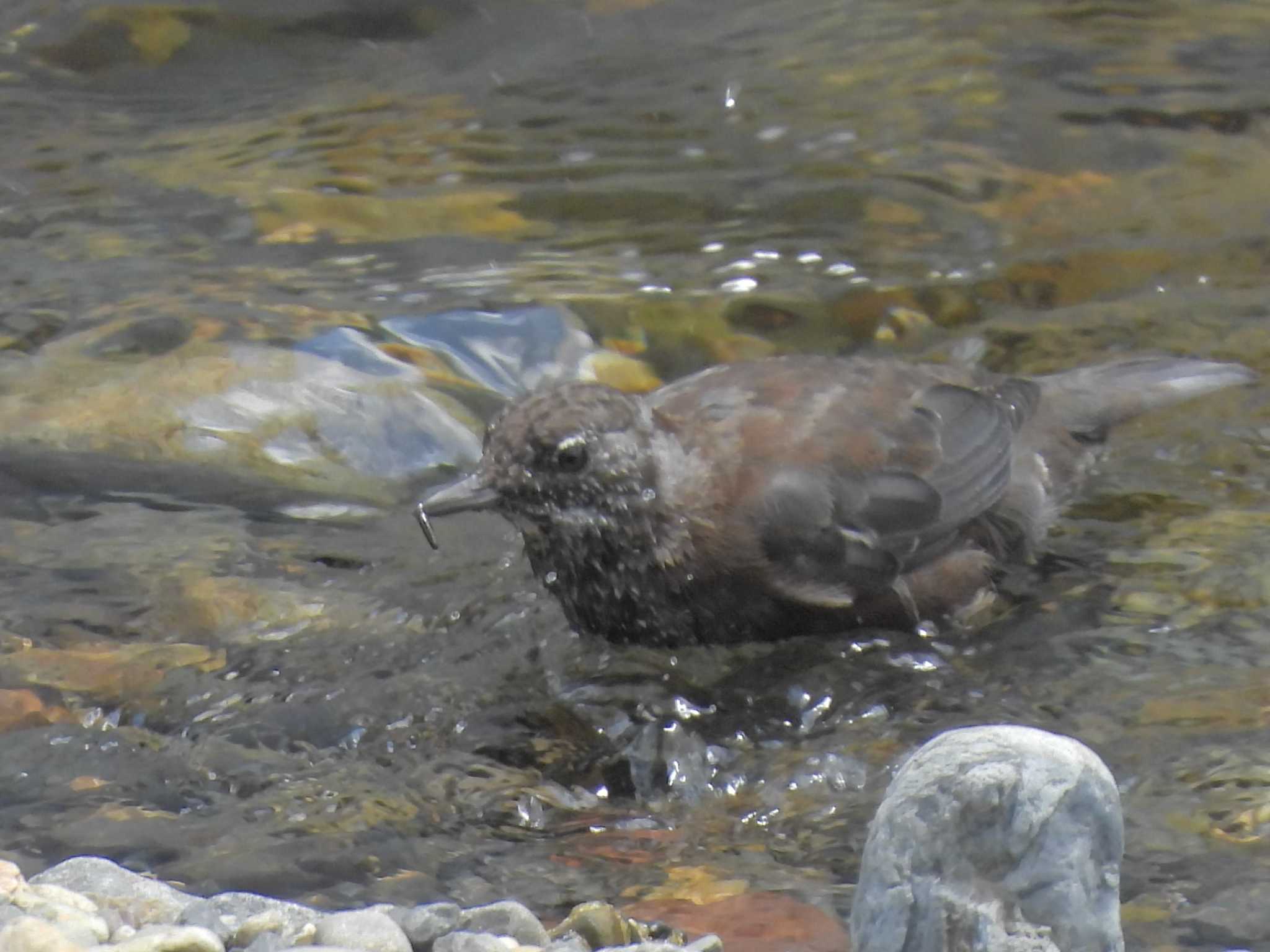 Photo of Brown Dipper at 鴨川 by ゆりかもめ