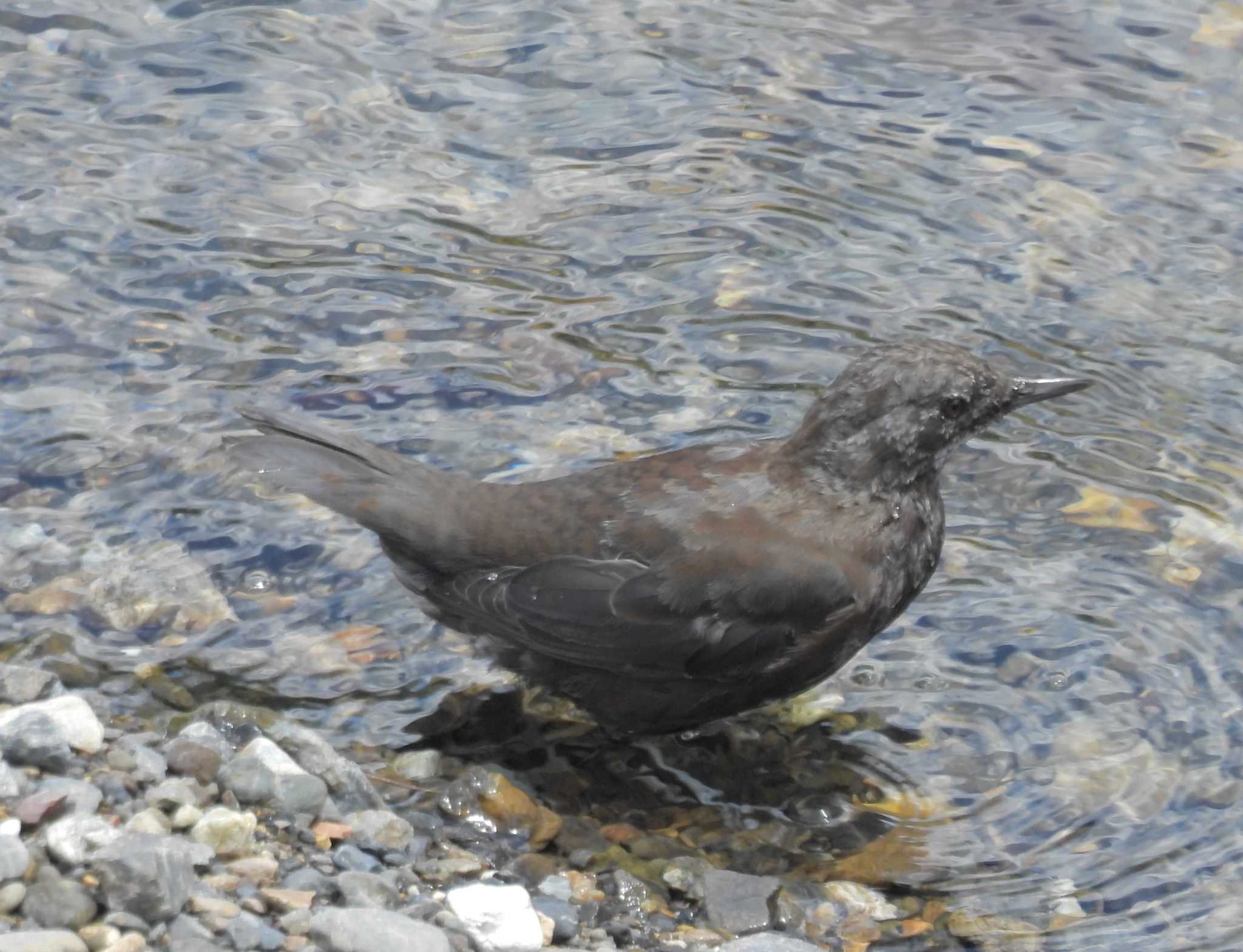 Brown Dipper