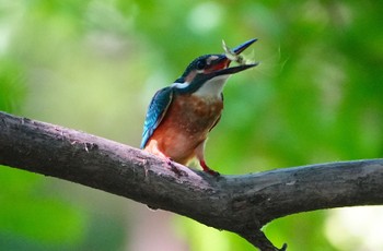 2023年7月16日(日) 長居公園植物園の野鳥観察記録