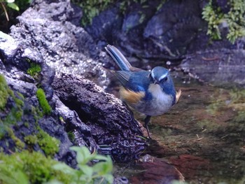 Red-flanked Bluetail Okuniwaso(Mt. Fuji) Thu, 7/6/2023