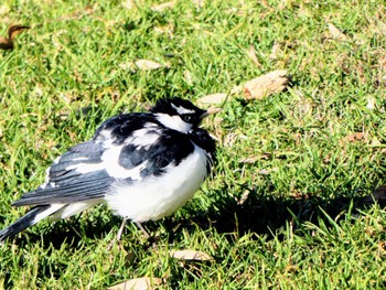 Magpie-lark Centennial Park (Sydney) Sun, 7/9/2023