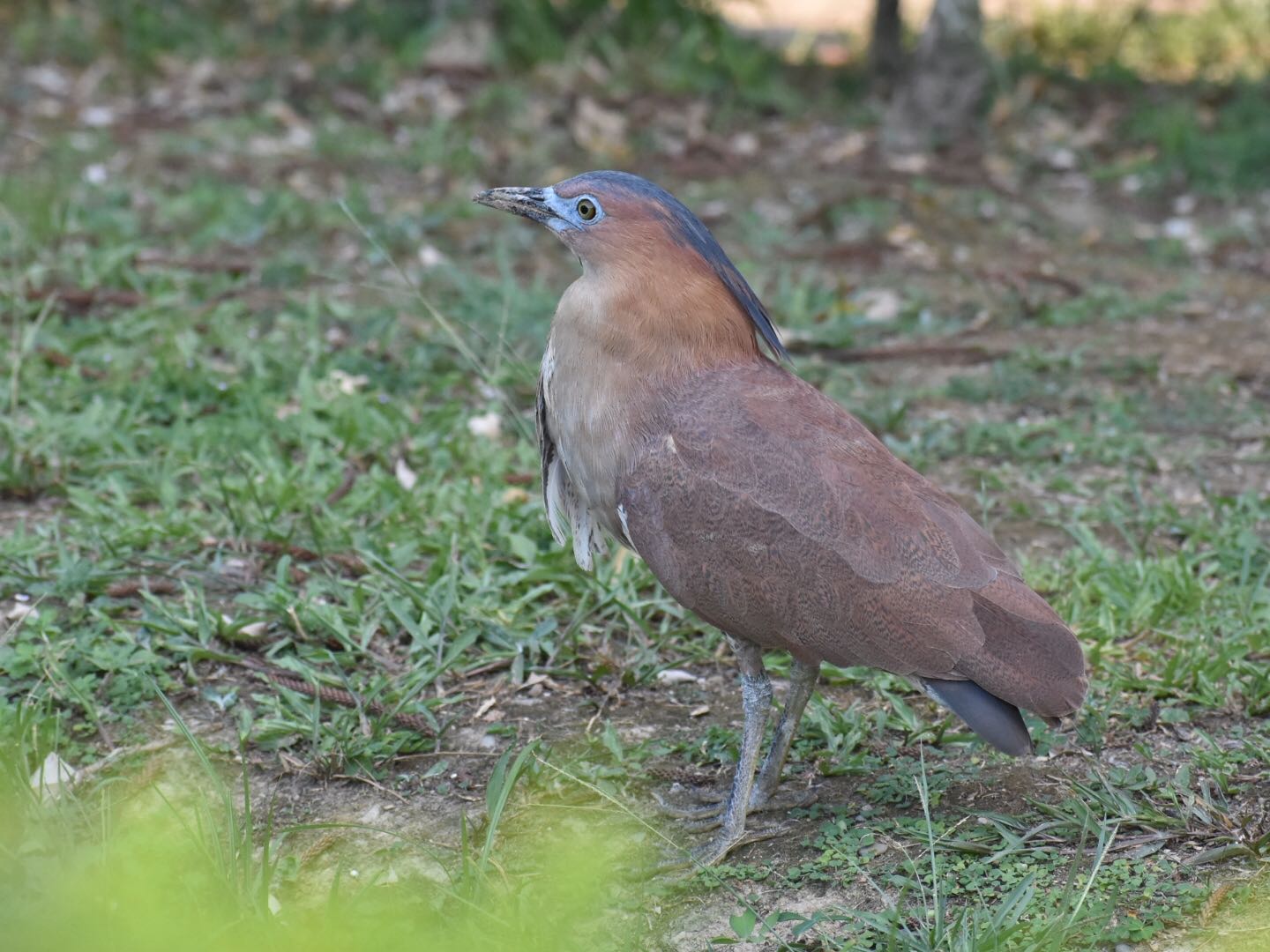 Photo of Malayan Night Heron at 台湾 by ヨウコ