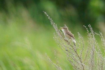 Black-browed Reed Warbler 石狩 茨戸川 Sat, 6/10/2023