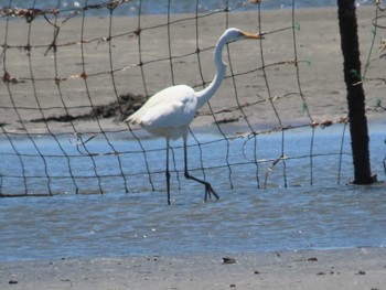 チュウサギ ふなばし三番瀬海浜公園 2023年7月16日(日)