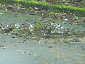 Willow Tit 軽井沢 Sat, 7/15/2023