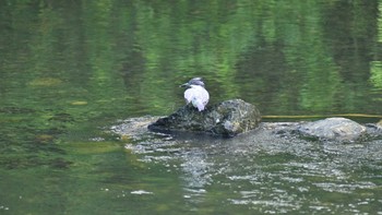 Crested Kingfisher いわき市 Sun, 7/16/2023