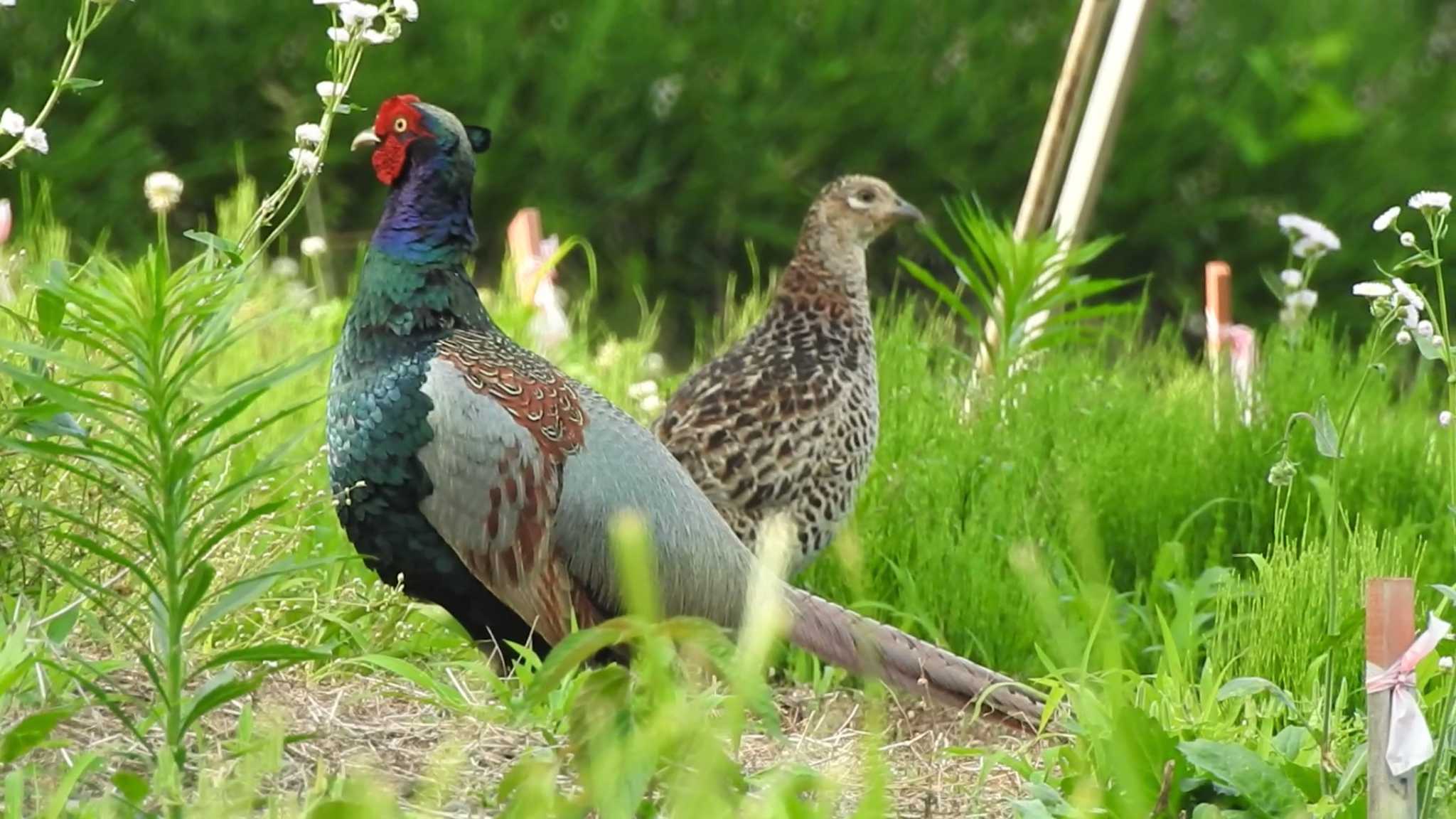 Green Pheasant