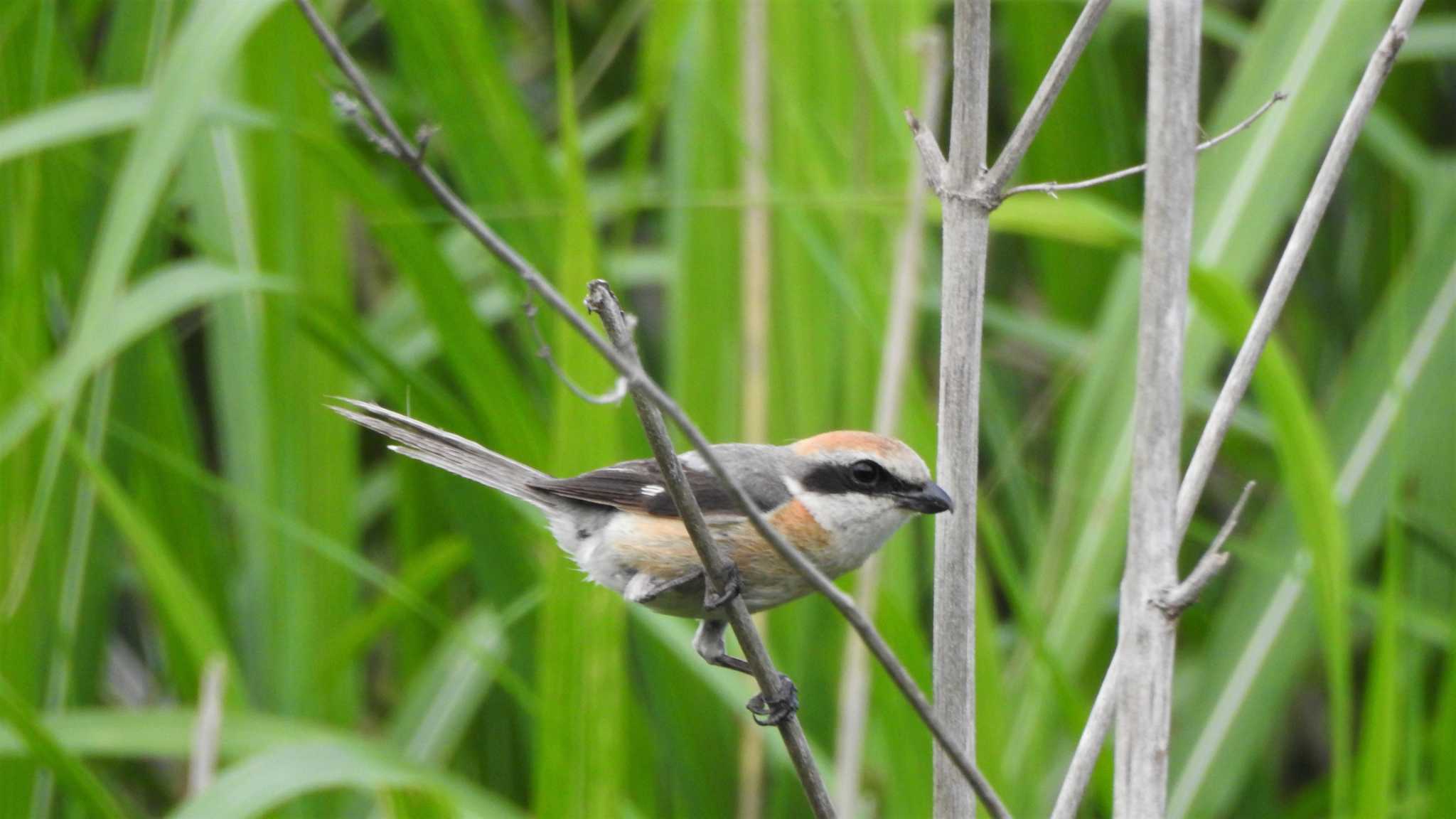 Bull-headed Shrike