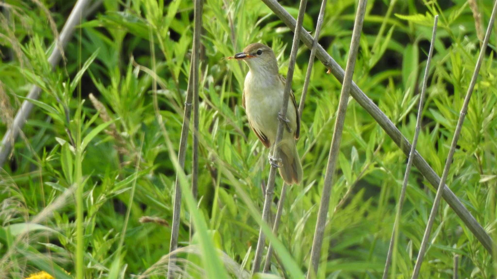 Oriental Reed Warbler