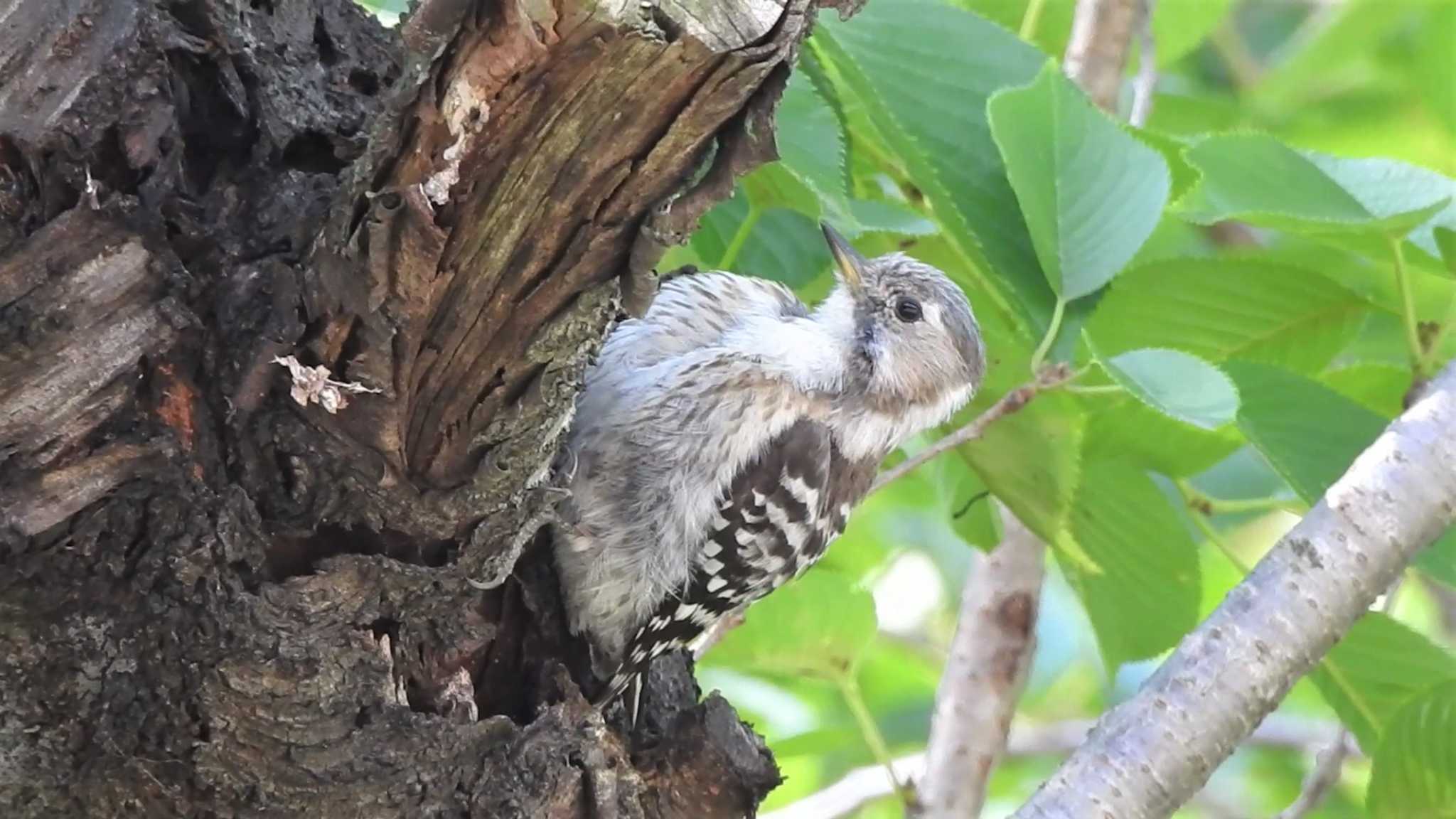 Japanese Pygmy Woodpecker