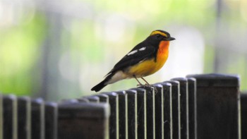 キビタキ 八戸公園(青森県八戸市) 2023年7月5日(水)