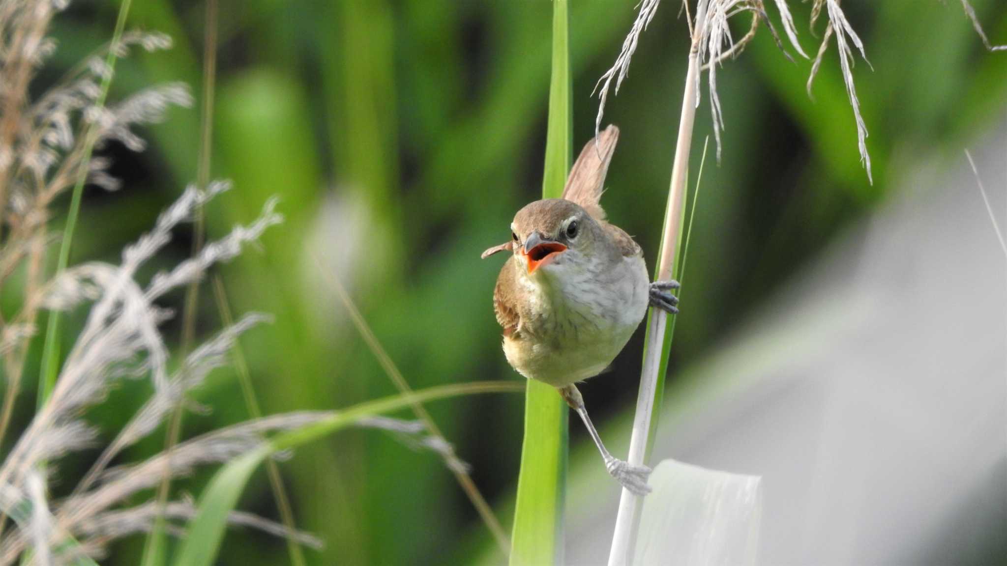 Photo of Oriental Reed Warbler at 八戸公園(青森県八戸市) by 緑の風