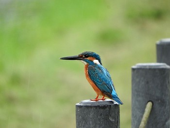 カワセミ 手賀沼 2023年7月14日(金)