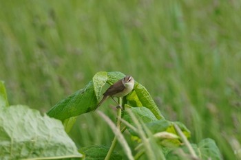 Black-browed Reed Warbler 石狩 茨戸川 Sat, 6/10/2023