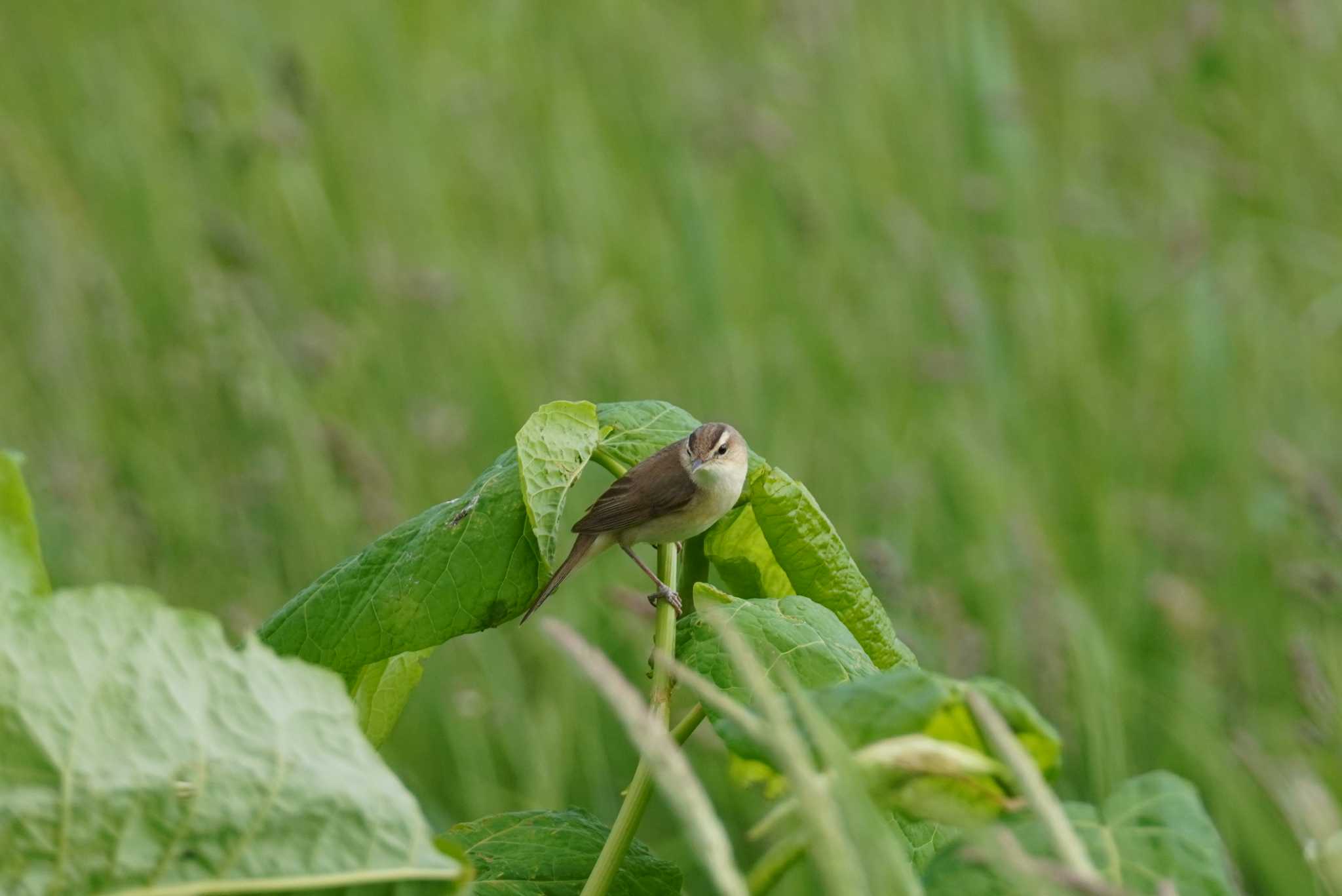 Photo of Black-browed Reed Warbler at 石狩 茨戸川 by くまちん