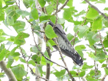 Sun, 7/16/2023 Birding report at 篠路五ノ戸の森緑地