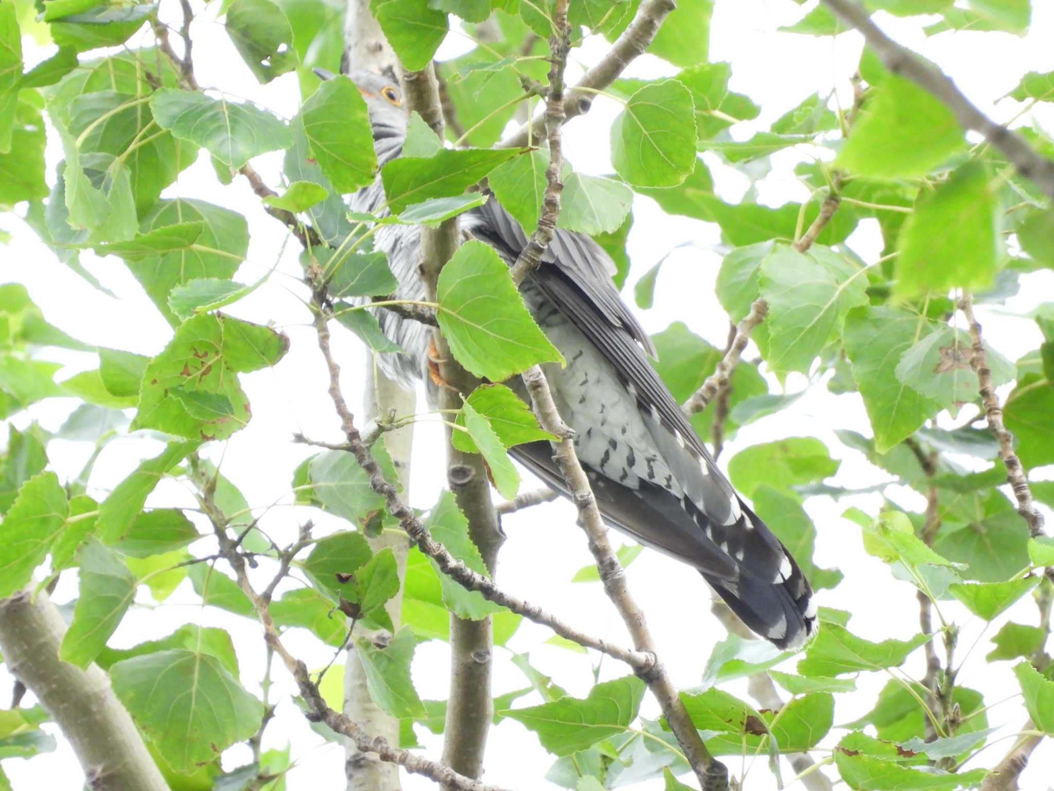 Photo of Common Cuckoo at 篠路五ノ戸の森緑地 by ゴト