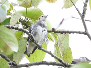 Chestnut-cheeked Starling 篠路五ノ戸の森緑地 Sun, 7/16/2023