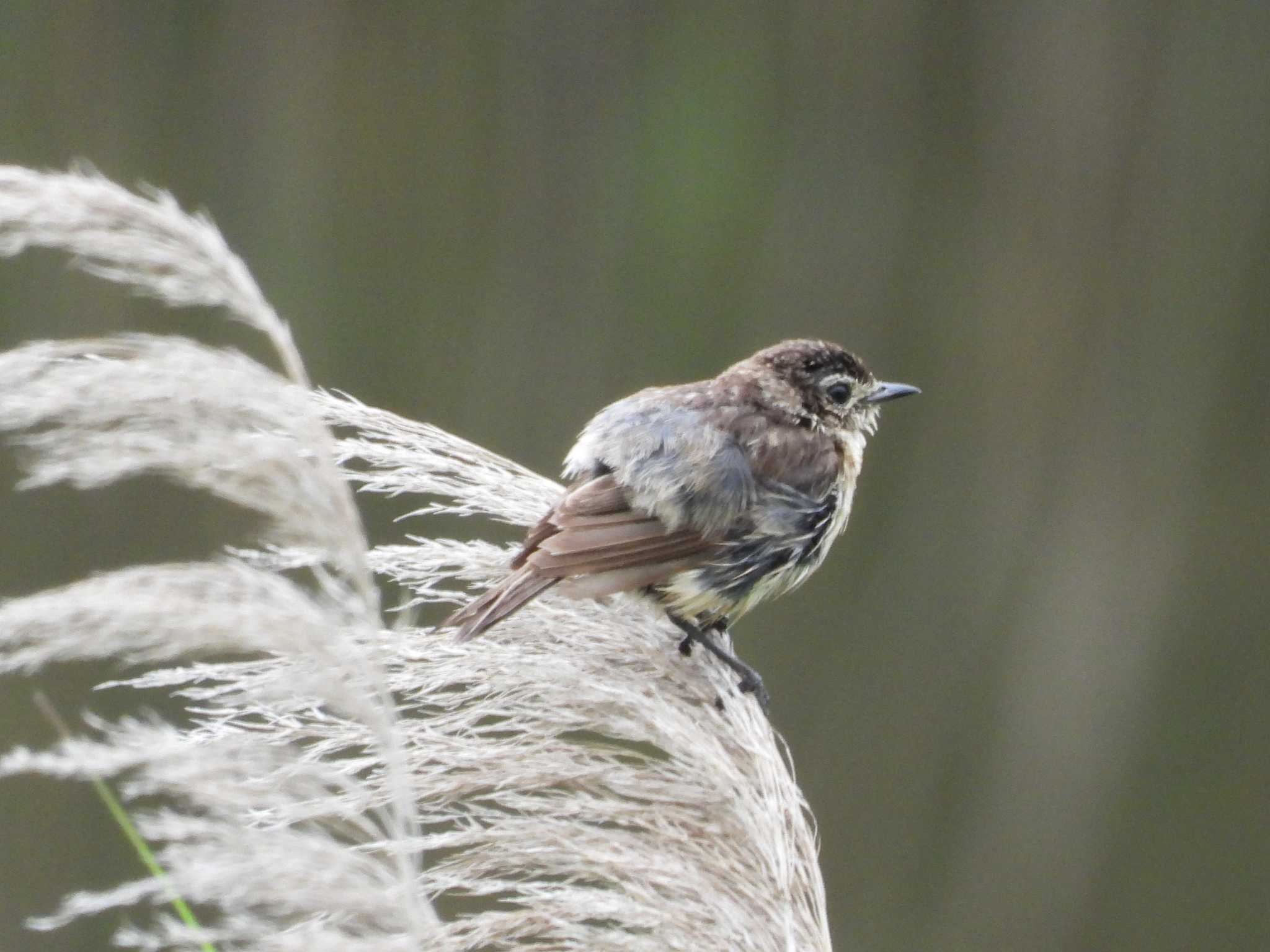 Amur Stonechat