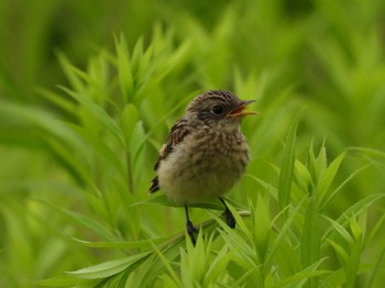 Amur Stonechat 篠路五ノ戸の森緑地 Sun, 7/16/2023