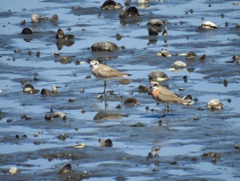 2023年7月16日(日) 谷津干潟の野鳥観察記録