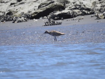 2023年7月16日(日) 葛西臨海公園の野鳥観察記録