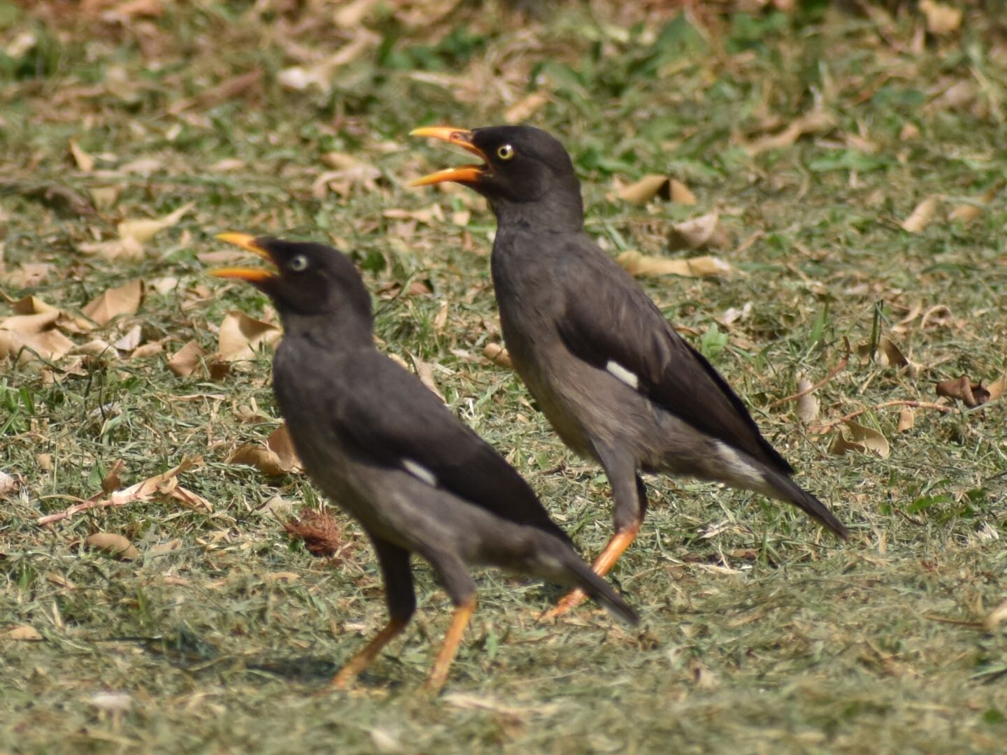 台湾 ハッカチョウの写真 by ヨウコ