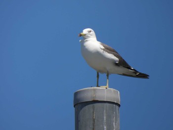 2023年7月16日(日) 大磯照ヶ崎海岸の野鳥観察記録