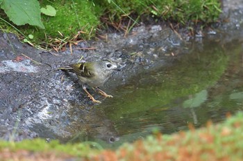 Goldcrest Okuniwaso(Mt. Fuji) Wed, 7/12/2023