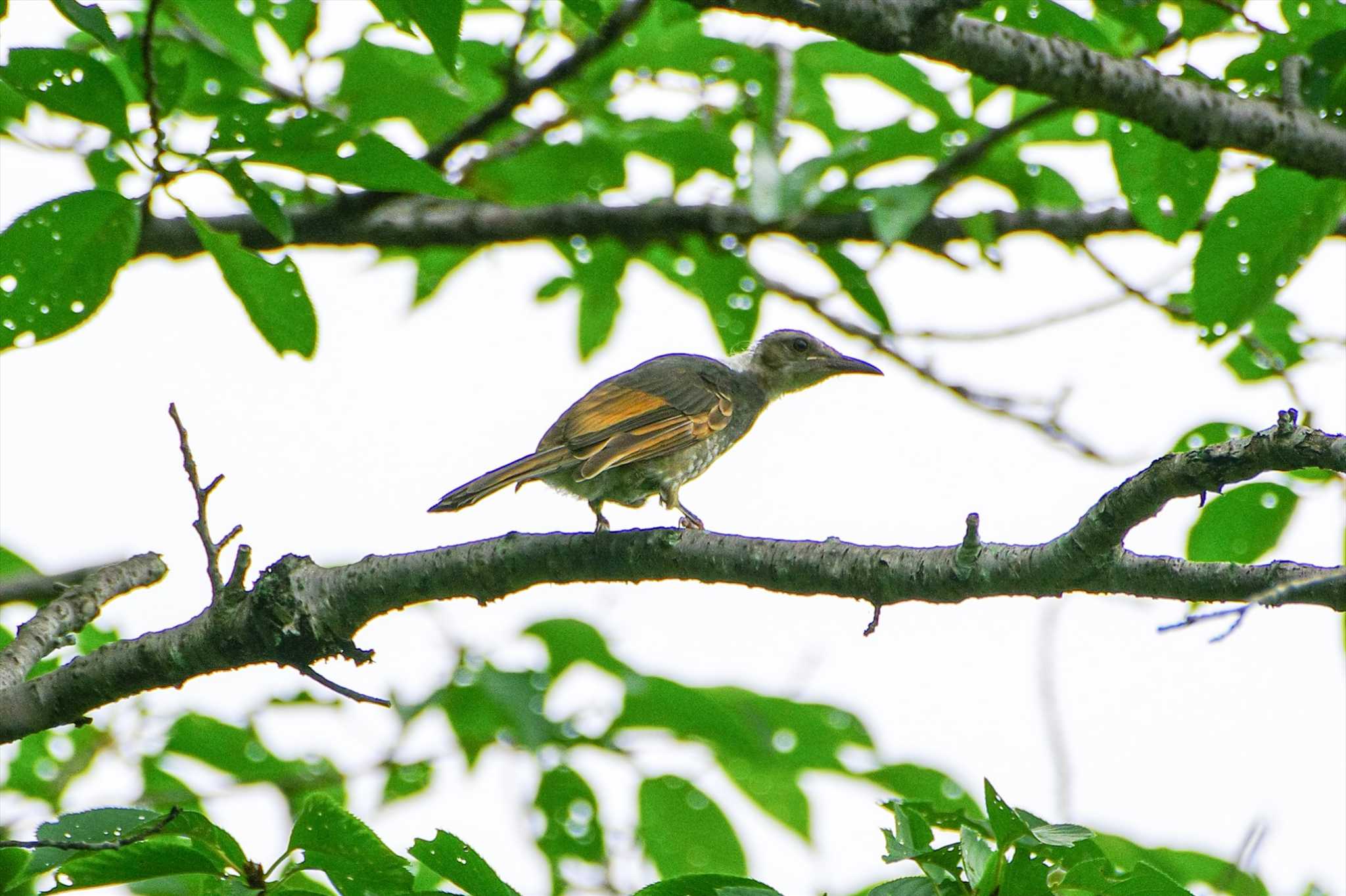 Brown-eared Bulbul