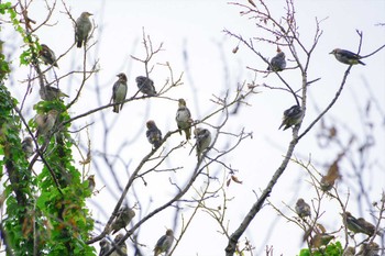 2023年7月14日(金) 厚木つつじの丘公園の野鳥観察記録