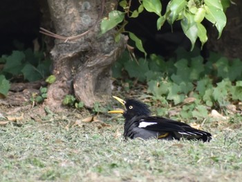 ハッカチョウ 台湾 撮影日未設定