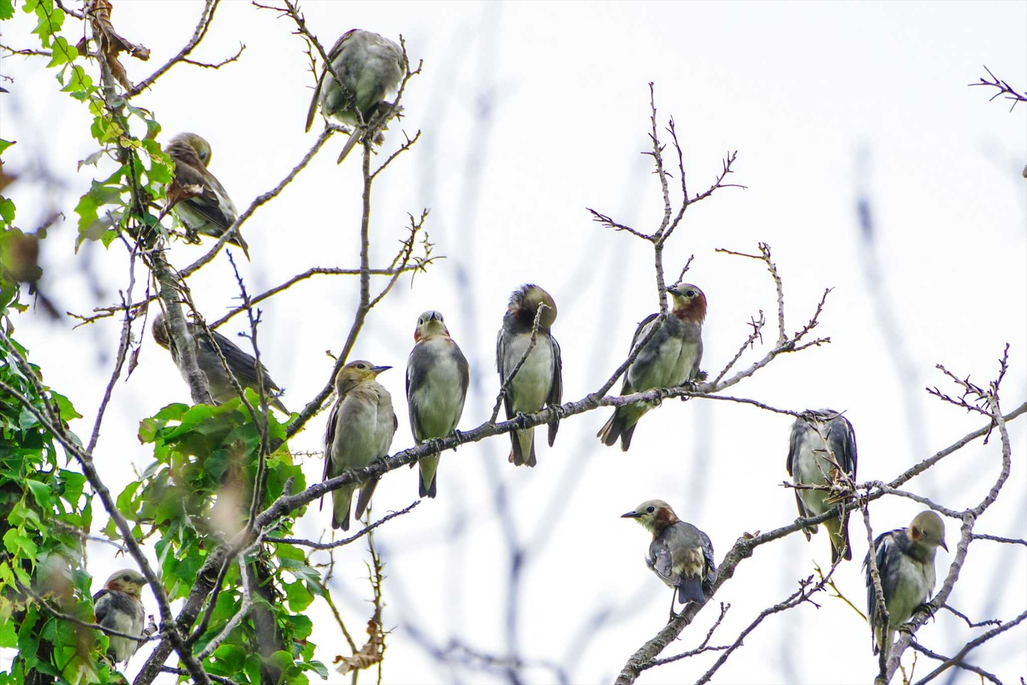 Chestnut-cheeked Starling