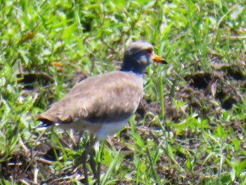 2023年7月16日(日) 近隣の農耕地の野鳥観察記録